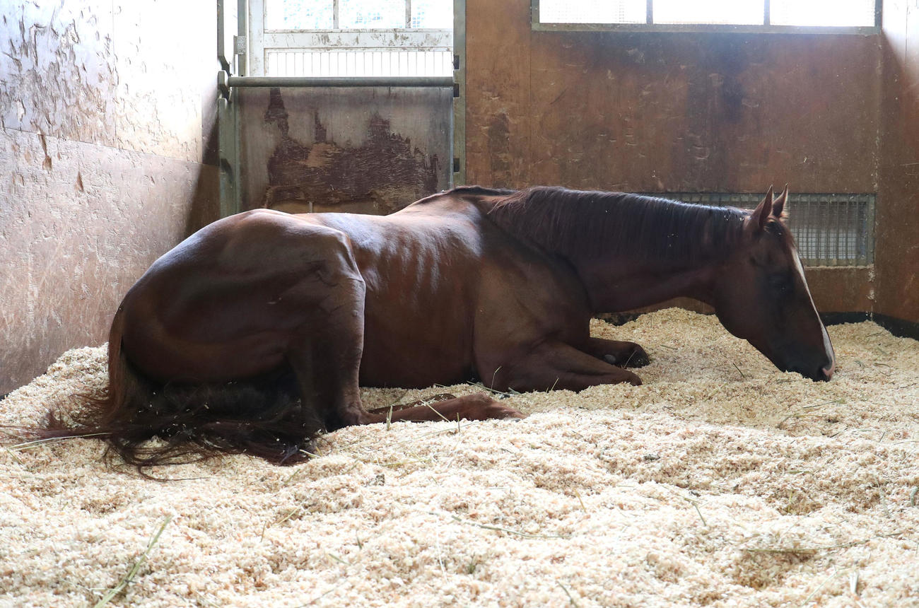 帝王賞を連覇し馬房で横になって疲れを癒やすメイショウハリオ（撮影・白石智彦）