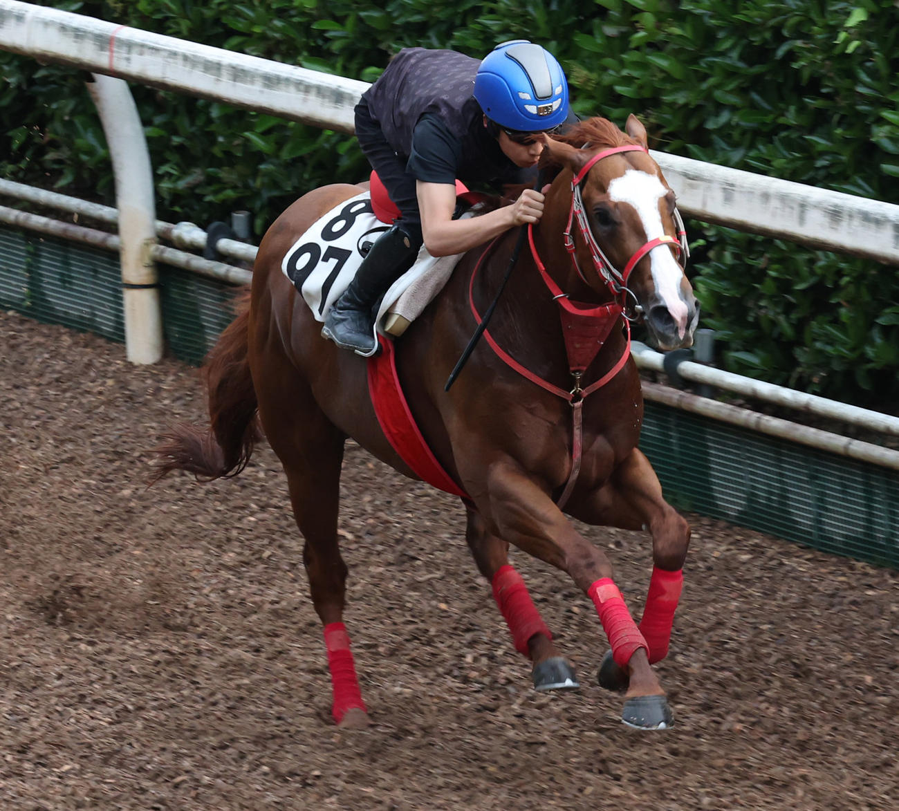 坂路で追い切るジャスパークローネ