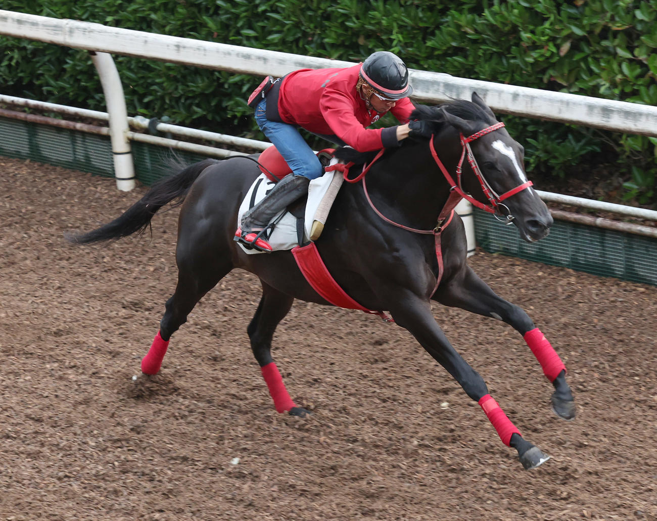 坂路で追い切るディヴィナシオン