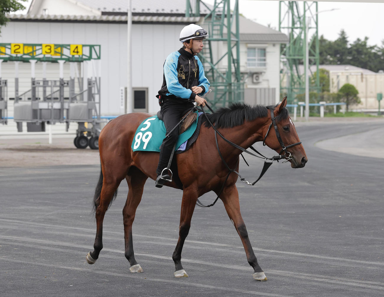 今週デビュー予定のルージュレベッカは、函館競馬場で調整を積む