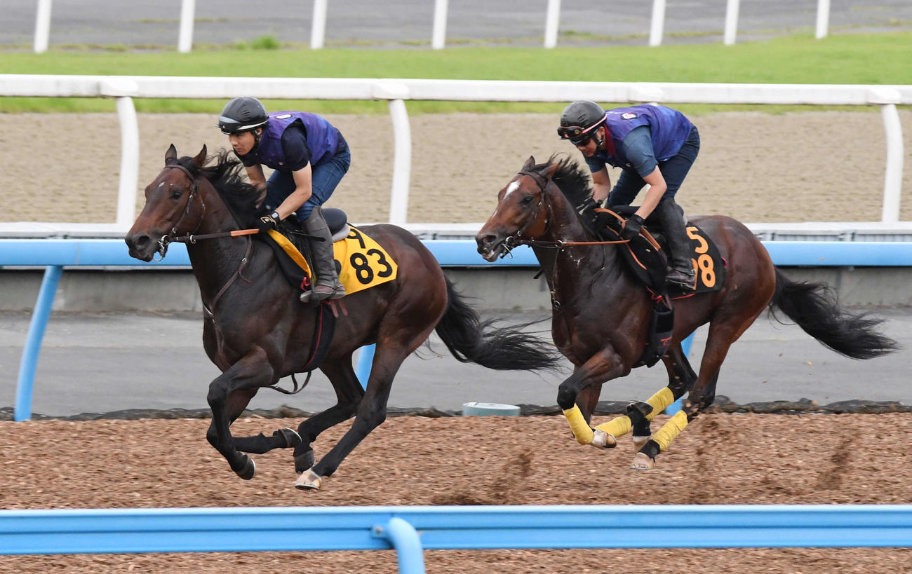 レーベンスティール（右）はセイルオンセイラーと併せて追い切る（撮影・柴田隆二）