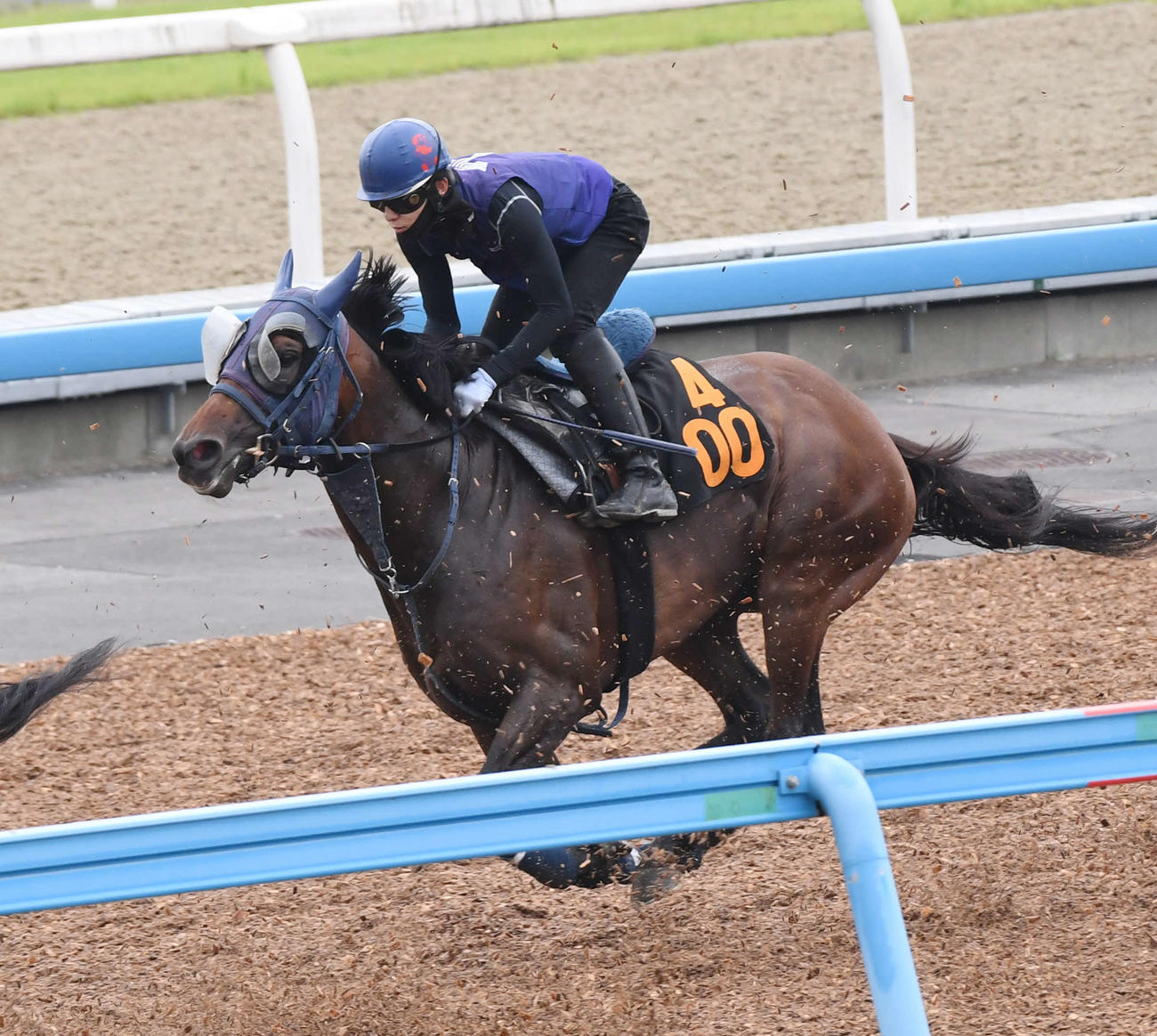 28日、嶋田騎手を背に追い切るグラニット