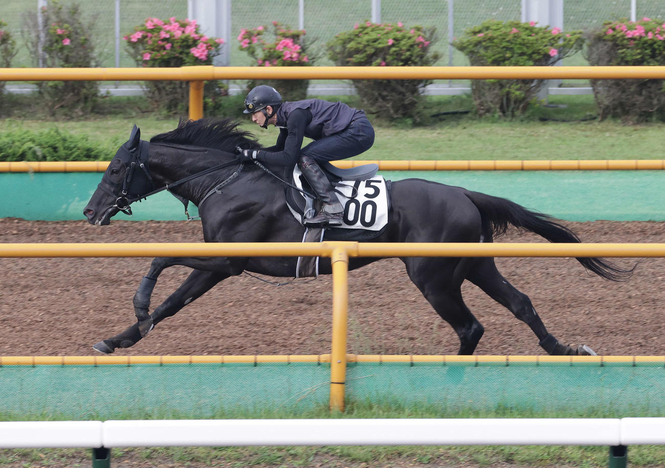 巴賞に向け、函館ウッドチップコースで追い切られるドーブネ
