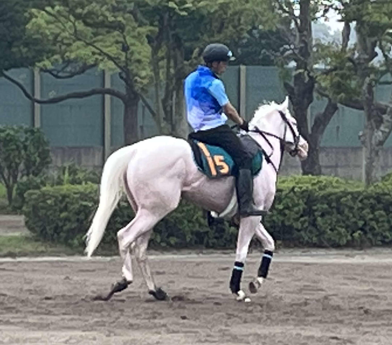 白毛馬のブランシールは美浦トレセンでデビュー戦に向け調整する