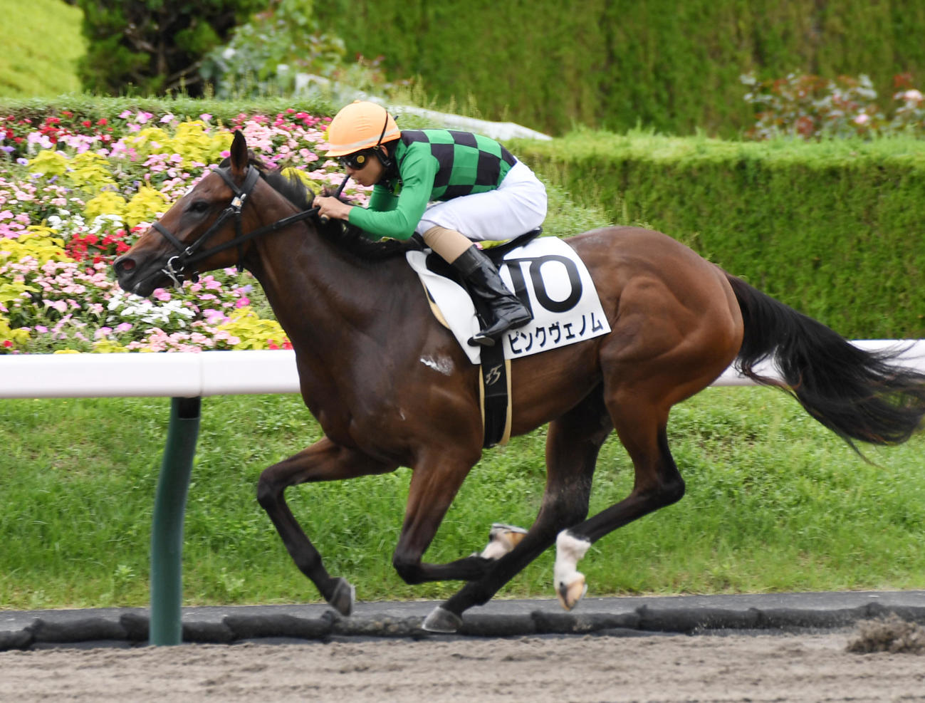 福島5R、新馬戦を制したピンクヴェノムと木幡巧騎手（撮影・柴田隆二）