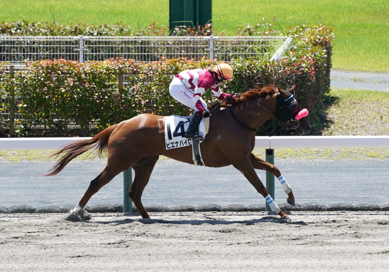 中京2R、1着14番ピエナパイロ（撮影・森本幸一）