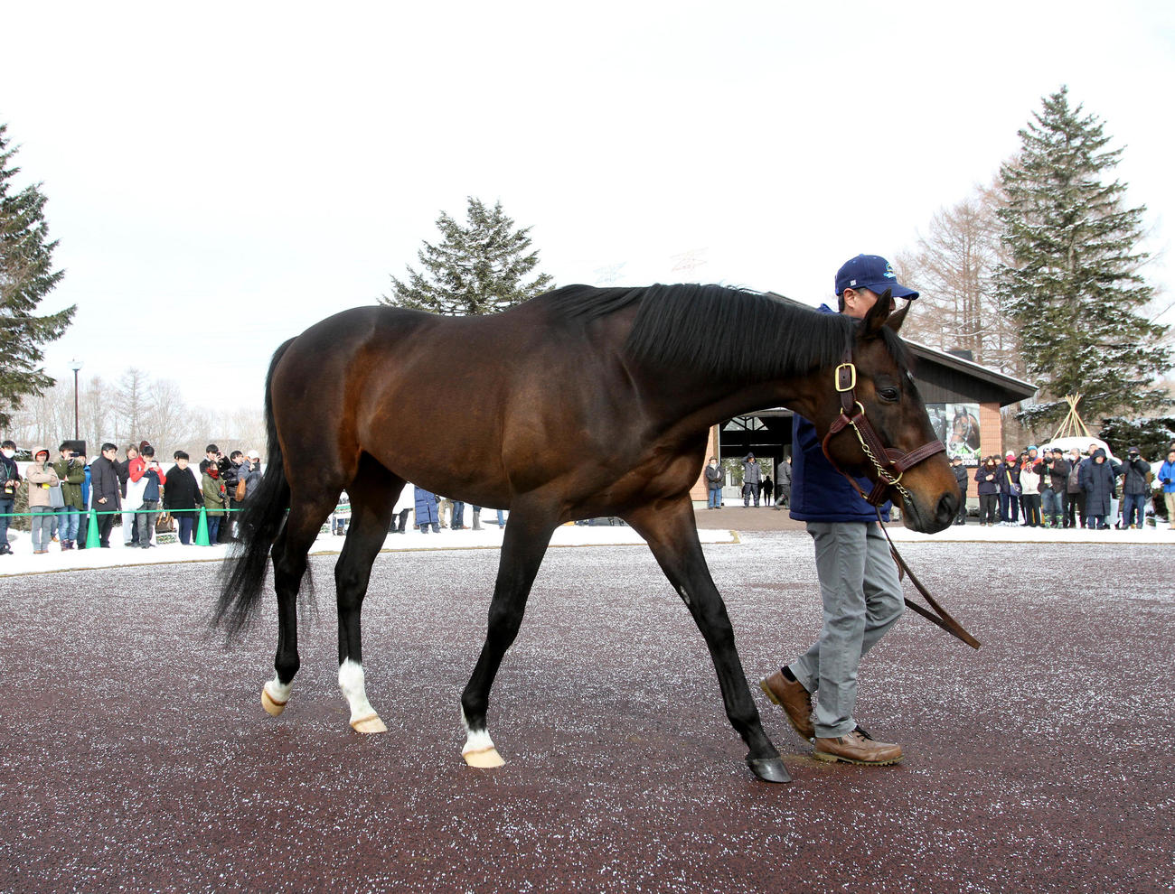 18年2月の種牡馬展示会に姿をみせた、ありし日のディープインパクト