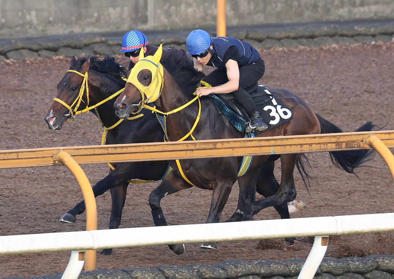 6月28日、松若騎手を背にCウッドをヴェルテンベルク（右）と併せ馬で追い切るフェーングロッテン