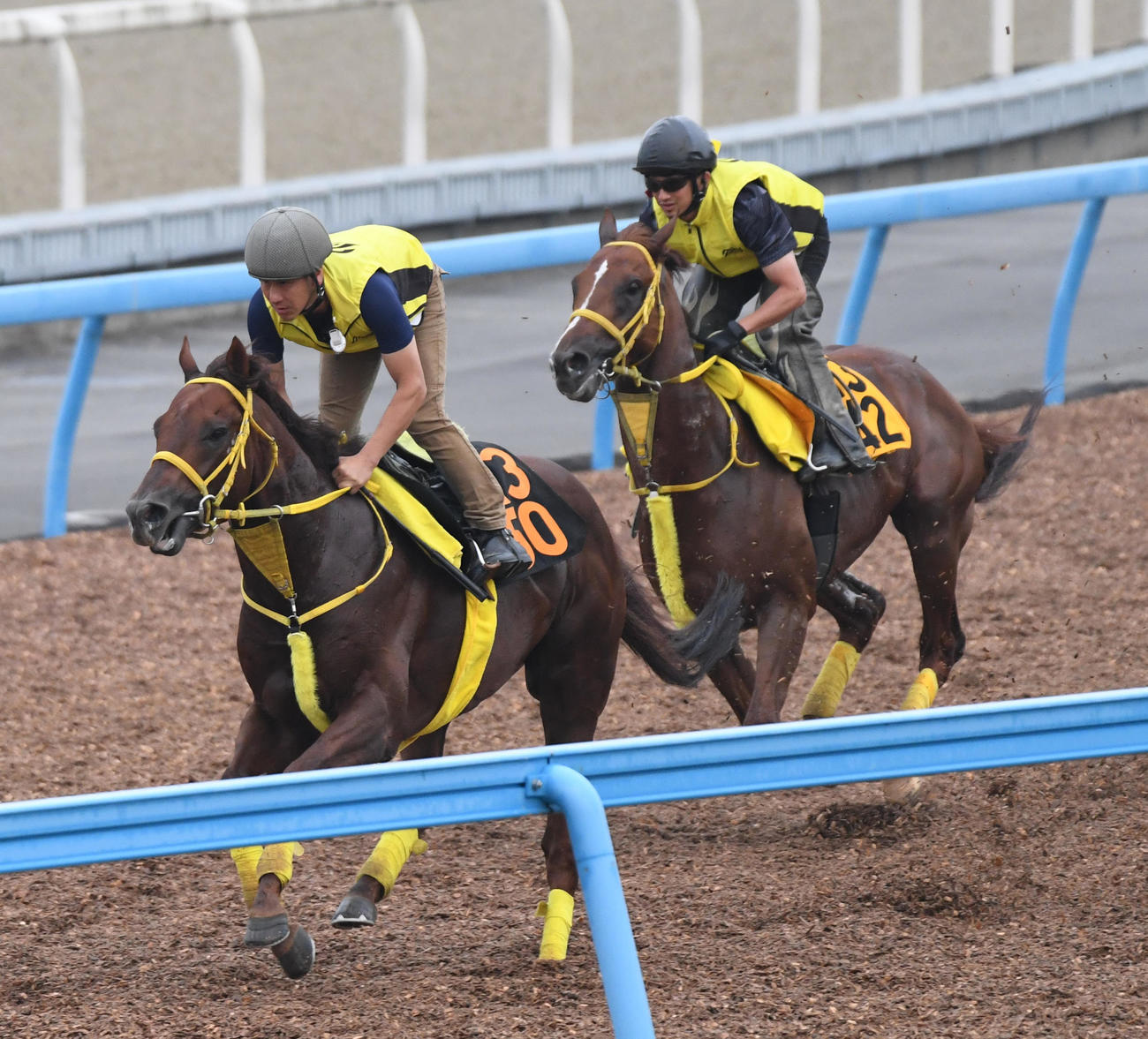 6月28日、バトルクライ（右）はマスグラバイトと併せて追い切る