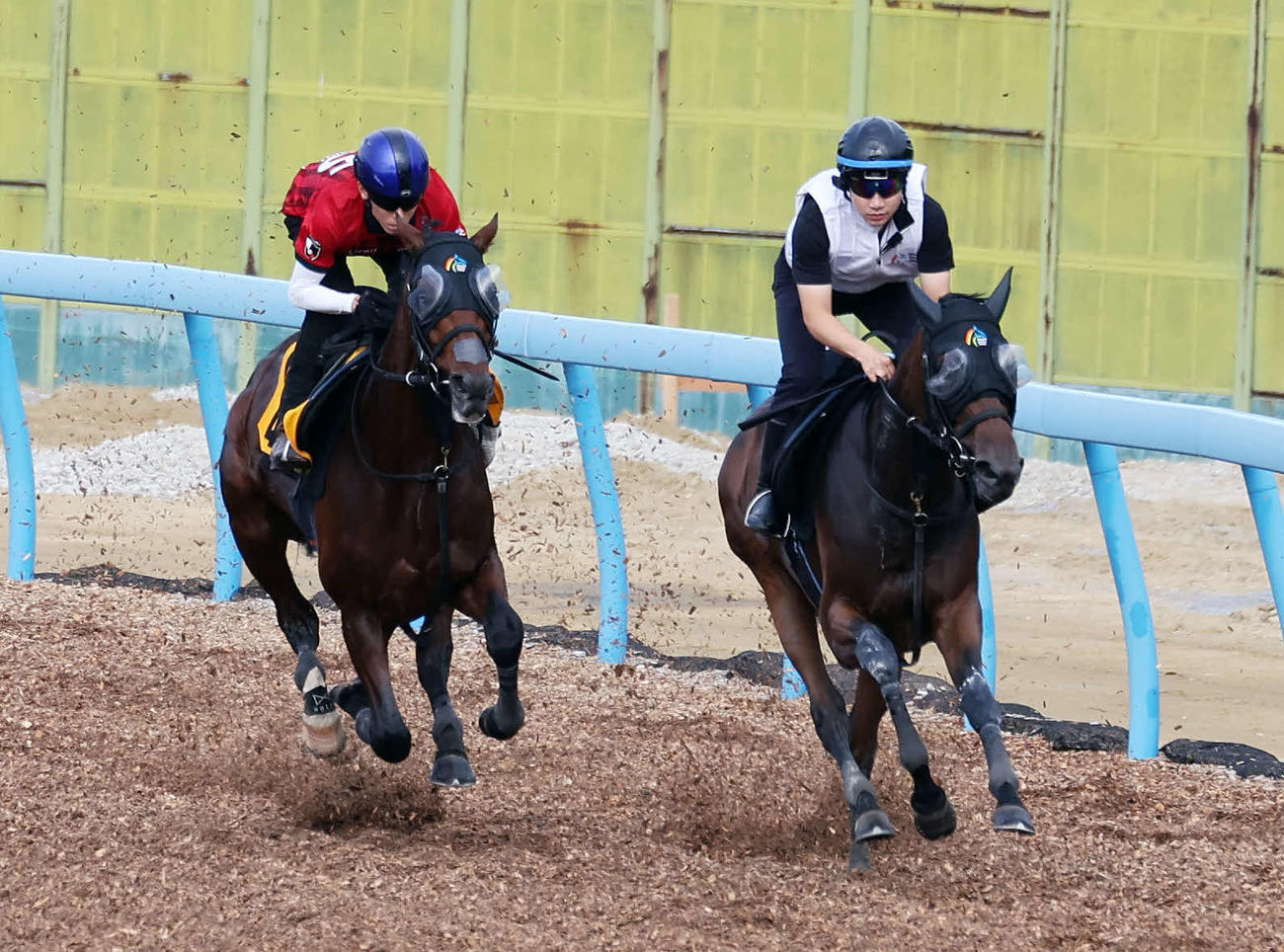津村明秀騎手を背に美浦ウッドで併せて追い切るバトルボーン（左）（撮影・鈴木正人）