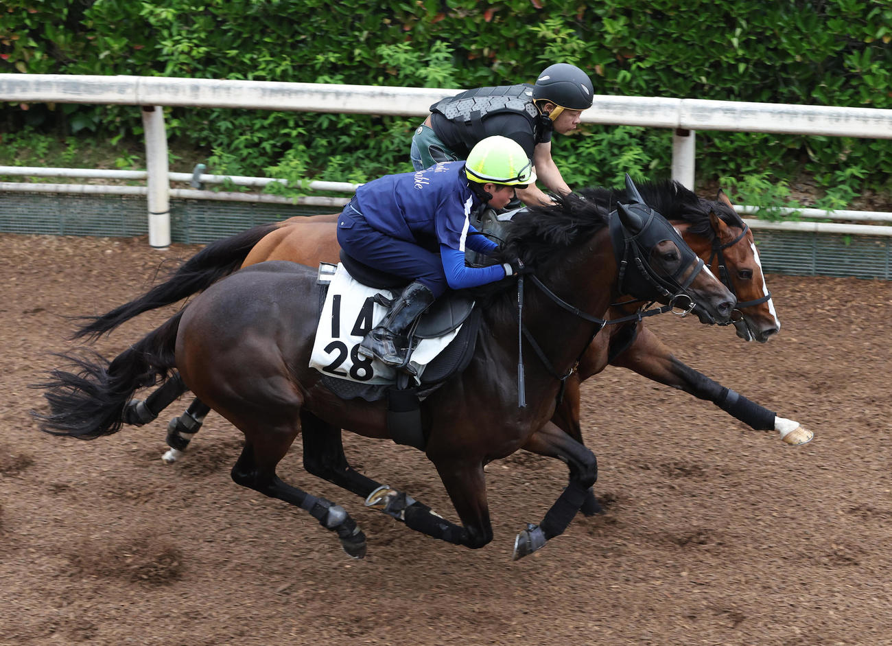 田口騎手を背に坂路をリレーションシップ（右）と併せ馬で追い切るテーオーソラネ（撮影・白石智彦）
