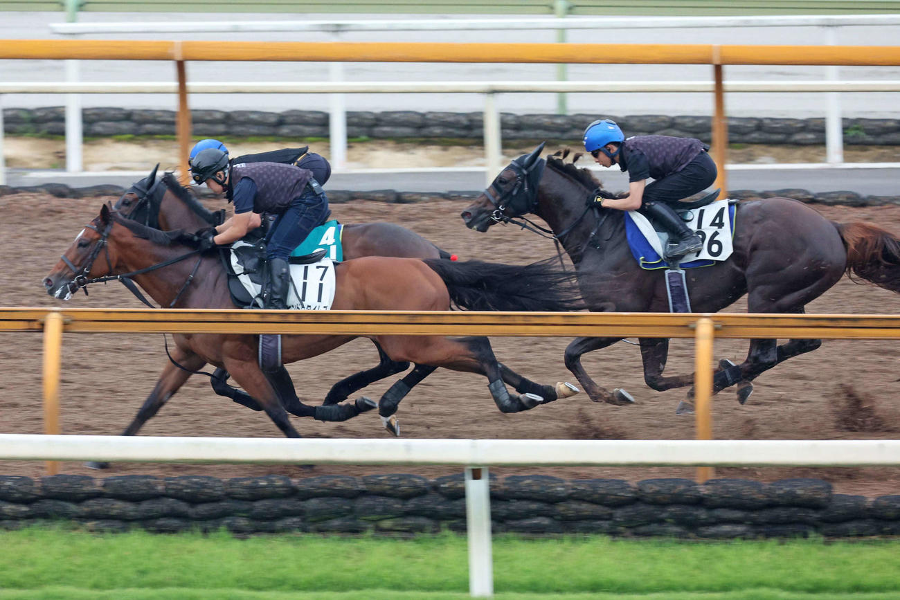 ヒンドゥタイムズ（左）と新馬のルシフェル（中）に遅れをとるドンフランキー