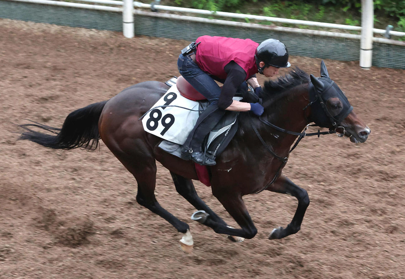 坂路を単走で追い切るジレトール（撮影・白石智彦）