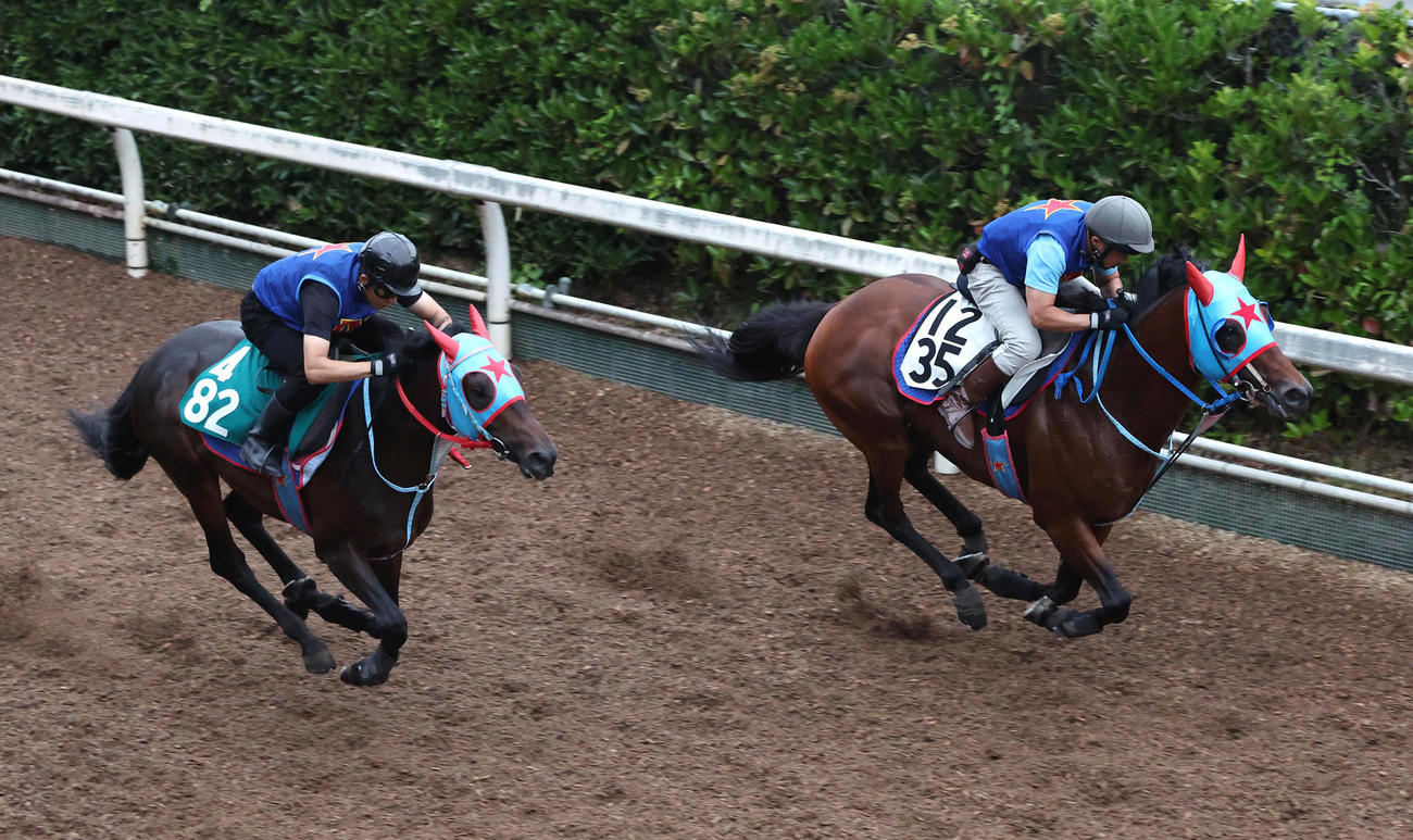 坂路をポッドロゴ（左）と併せ馬で追い切るタガノビューティー（撮影・白石智彦）