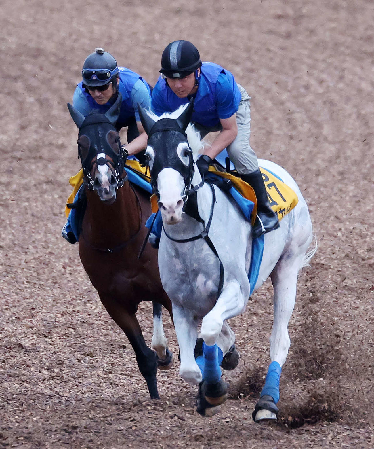 美浦ウッドで併せで追い切るハヤヤッコ（右）（撮影・鈴木正人）