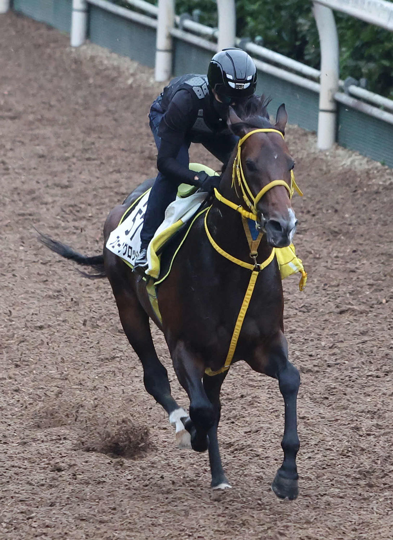 坂路を単走で追い切るフェーングロッテン（撮影・白石智彦）
