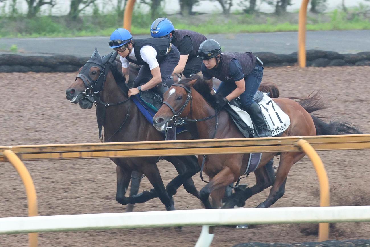 5日、重賞馬相手に互角の動きを見せたルシフェル（左）、右はヒンドゥタイムズ、中はドンフラン
