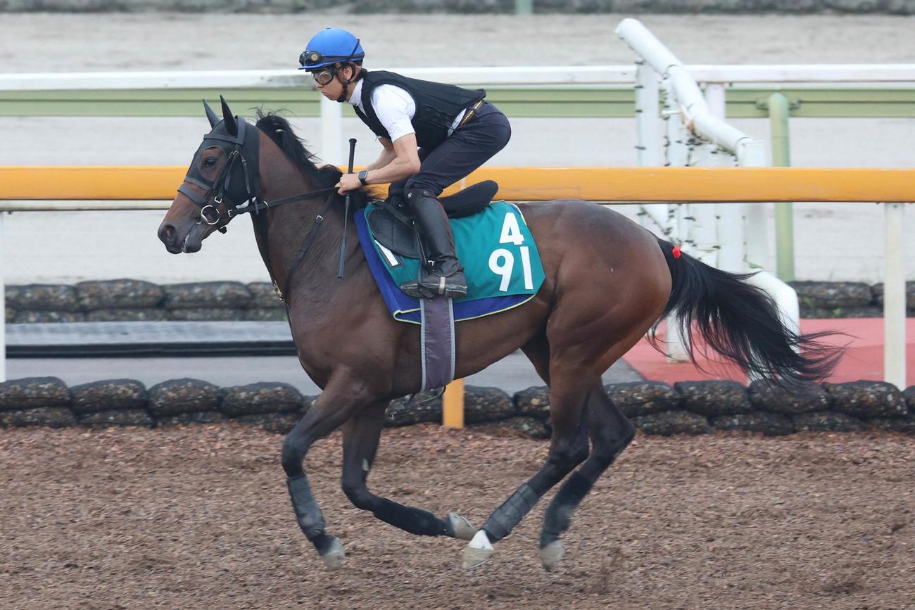 5日、重賞馬相手に互角の動きを見せたルシフェル