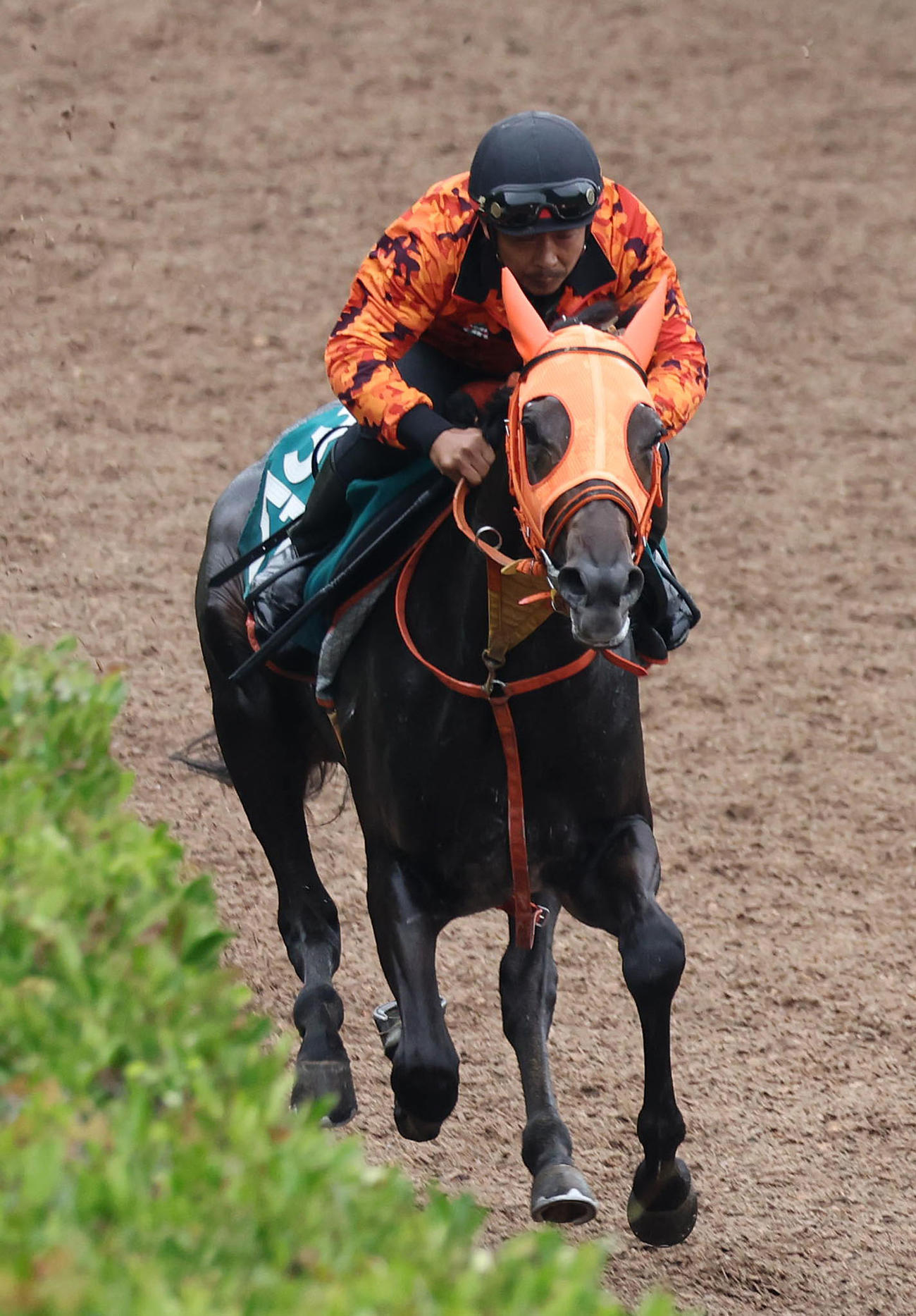 5日、坂路を単走で追い切るショウナンマヌエラ