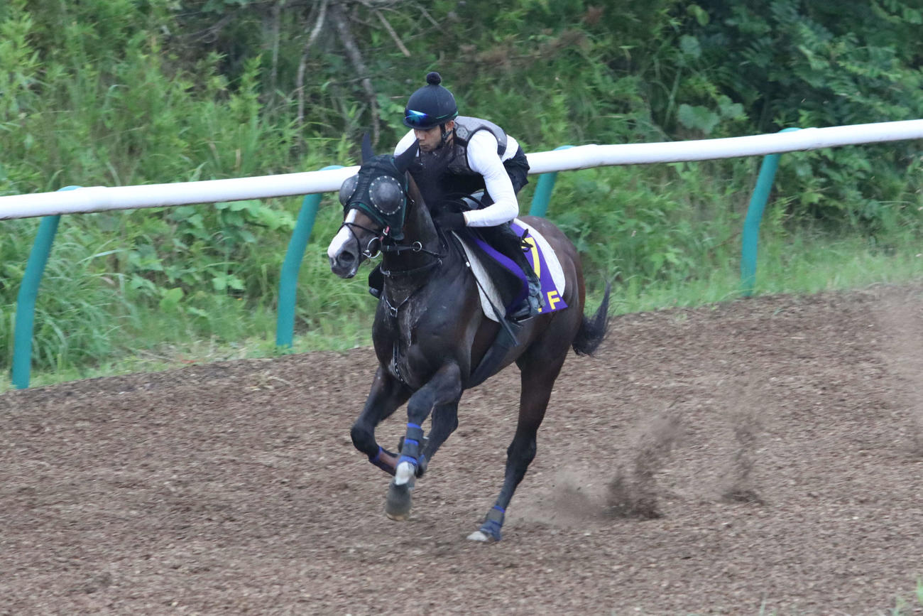 ジャパンダートダービーに向けて単走で追い切るミックファイア