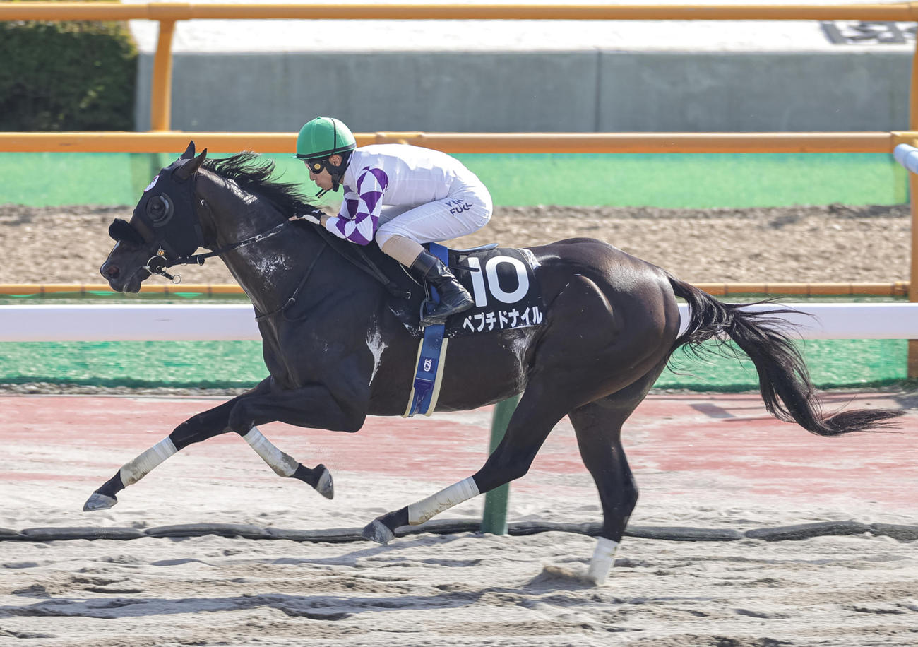 マリーンSを制したペプチドナイルと藤岡佑騎手（撮影・村野早祐）
