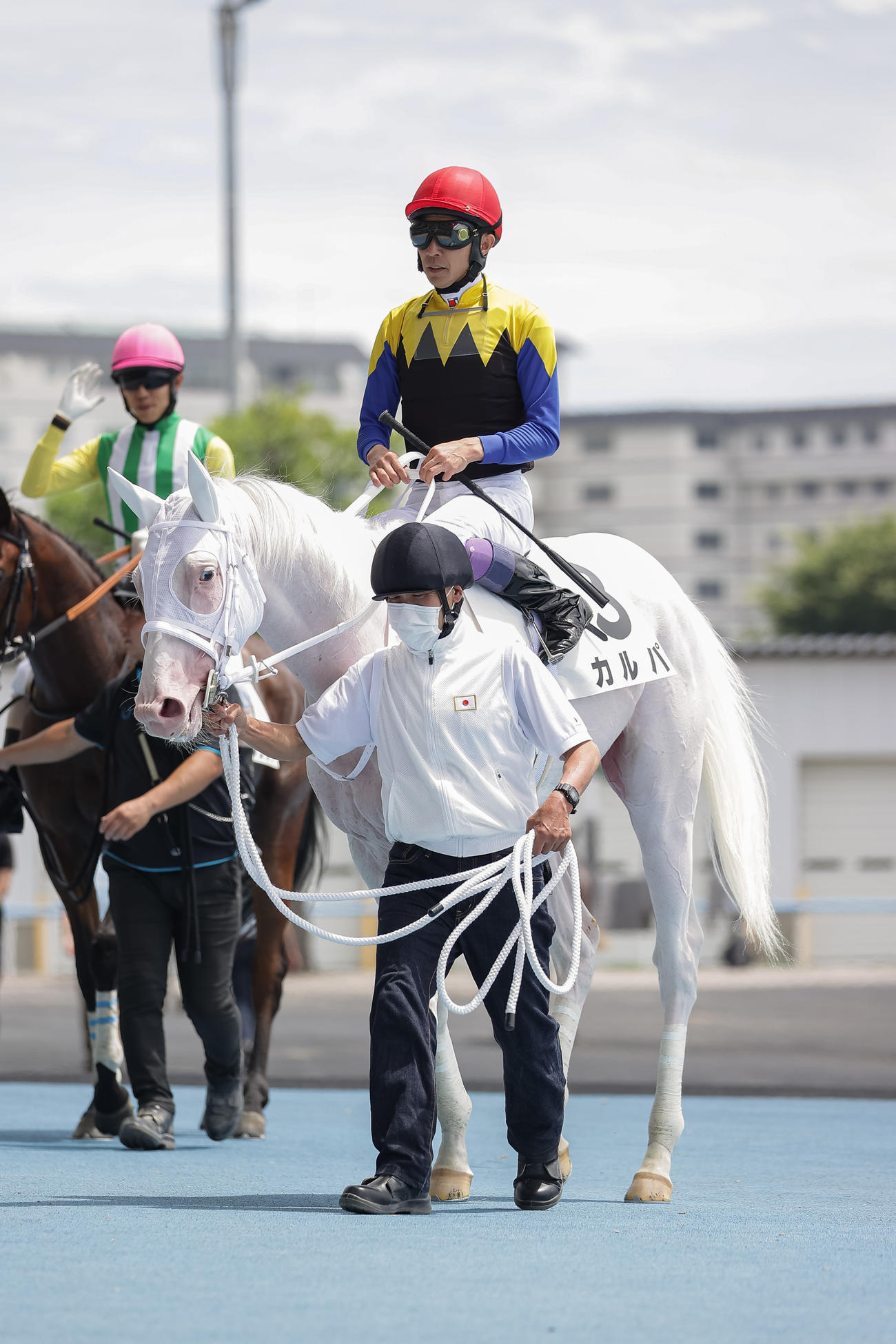 函館5R、デビュー戦で3着に敗れたカルパ（撮影・村野早祐）