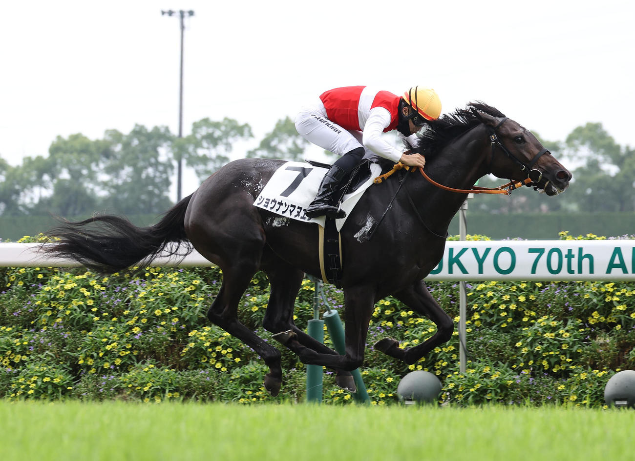 中京6R新馬戦を逃げ切ったたショウナンマヌエラ（撮影・白石智彦）