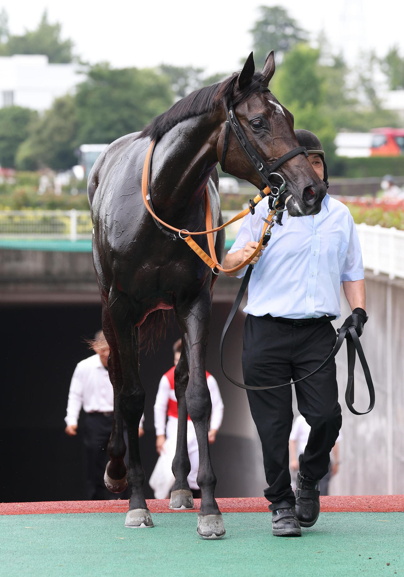 中京6R新馬戦を制したショウナンマヌエラ（撮影・白石智彦）
