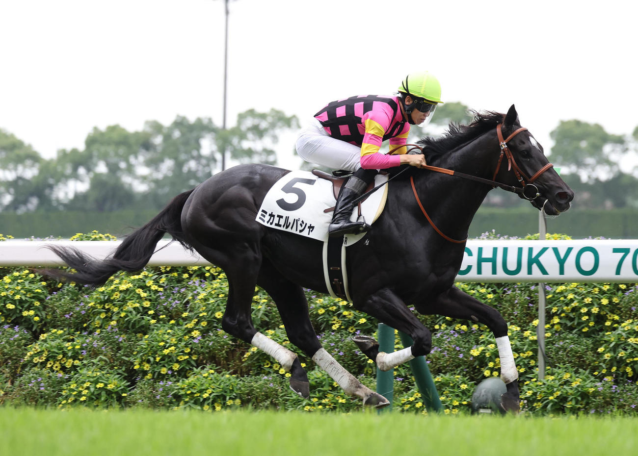 中京5R新馬戦を逃げ切ったミカエルパシャ（撮影・白石智彦）