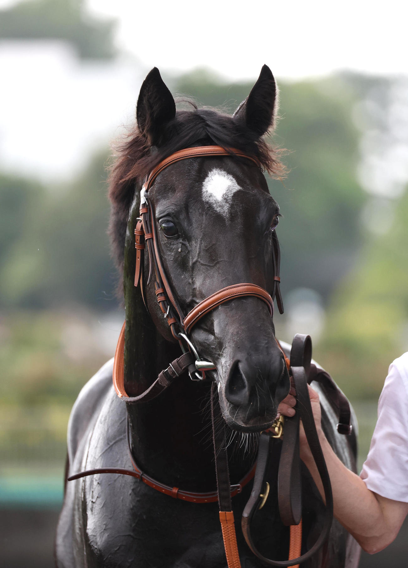 中京5R新馬戦を逃げ切ったミカエルパシャ（撮影・白石智彦）