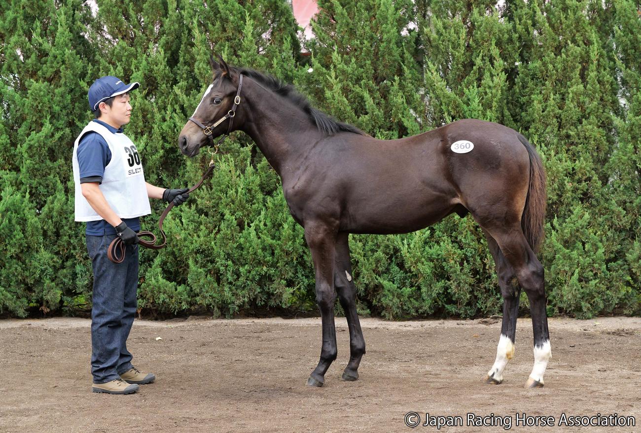 5億2000万円で落札されたコンヴィクション2の2023
