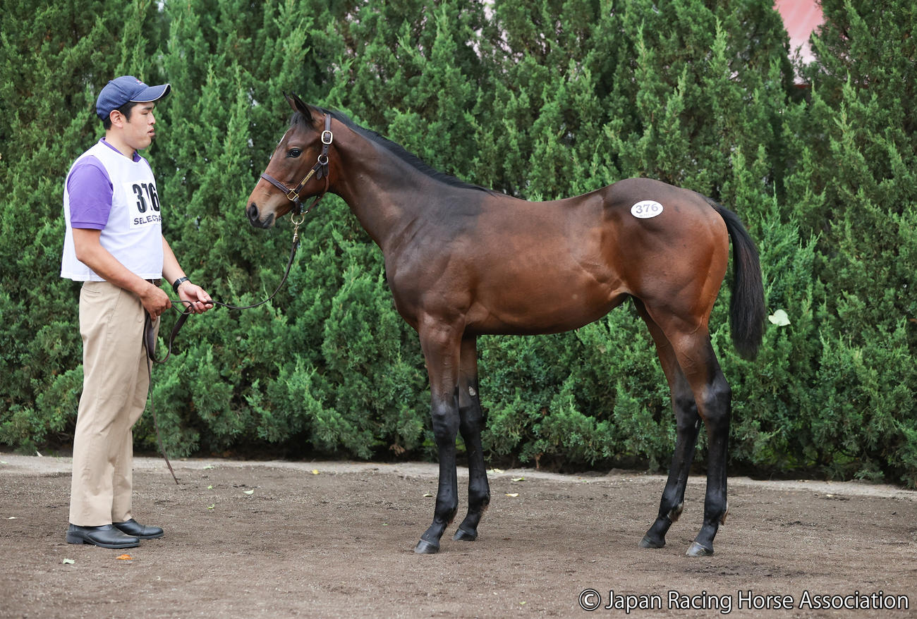 1億2500万円で落札されたカレドニアロードの2023