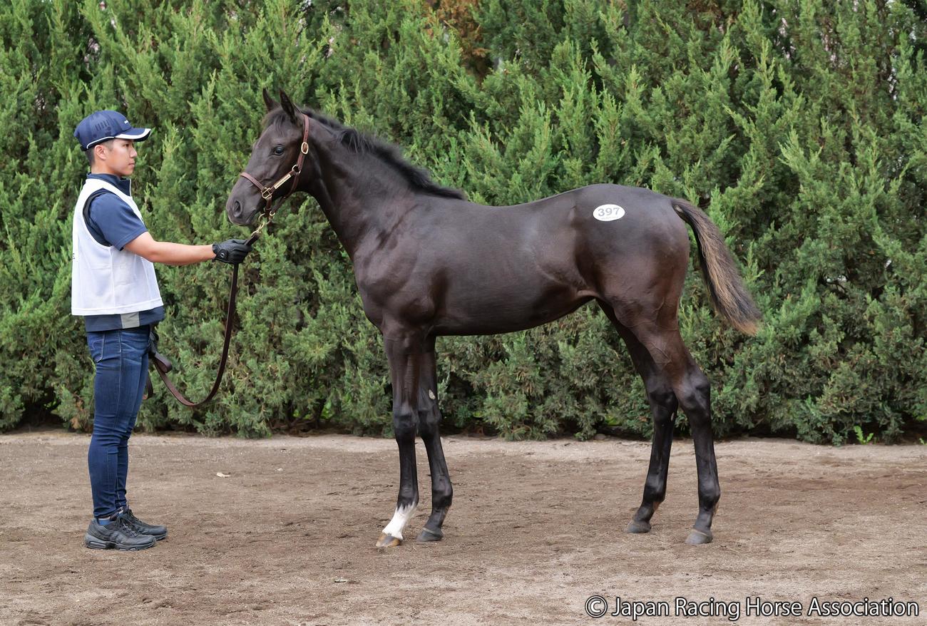 2億6000万円で落札されたサロニカの2023