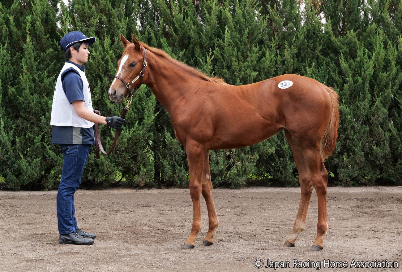 2億1000万円で落札されたドナブリーニの2023