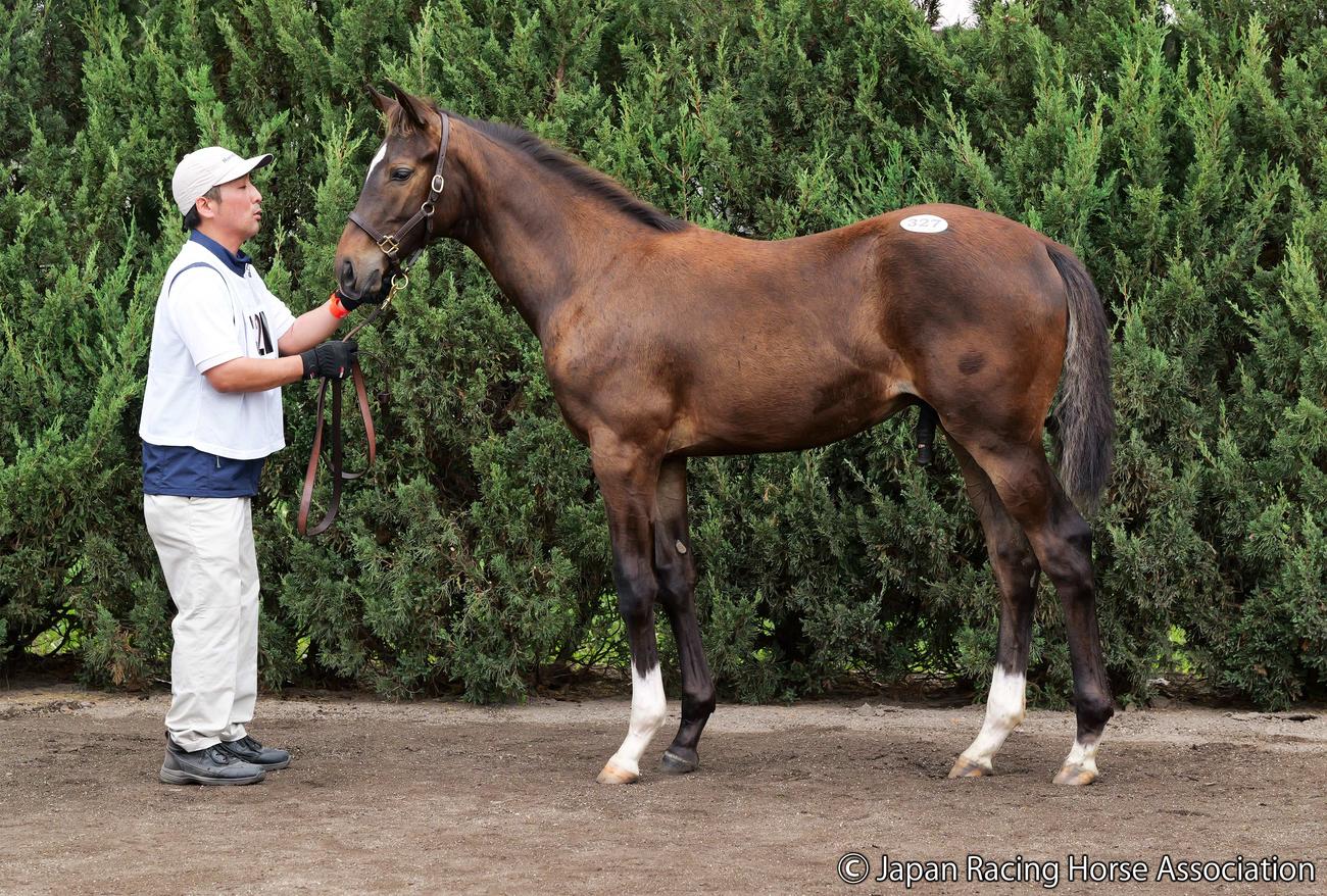 1億9000万円で落札されたアメージングムーンの2023