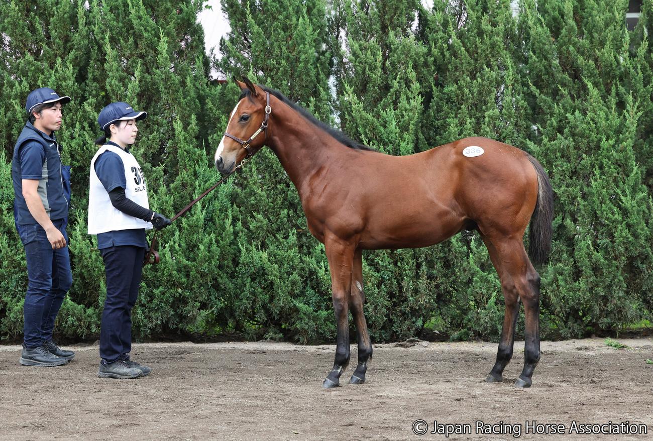 1億1000万円で落札されたオールドタイムワルツの2023