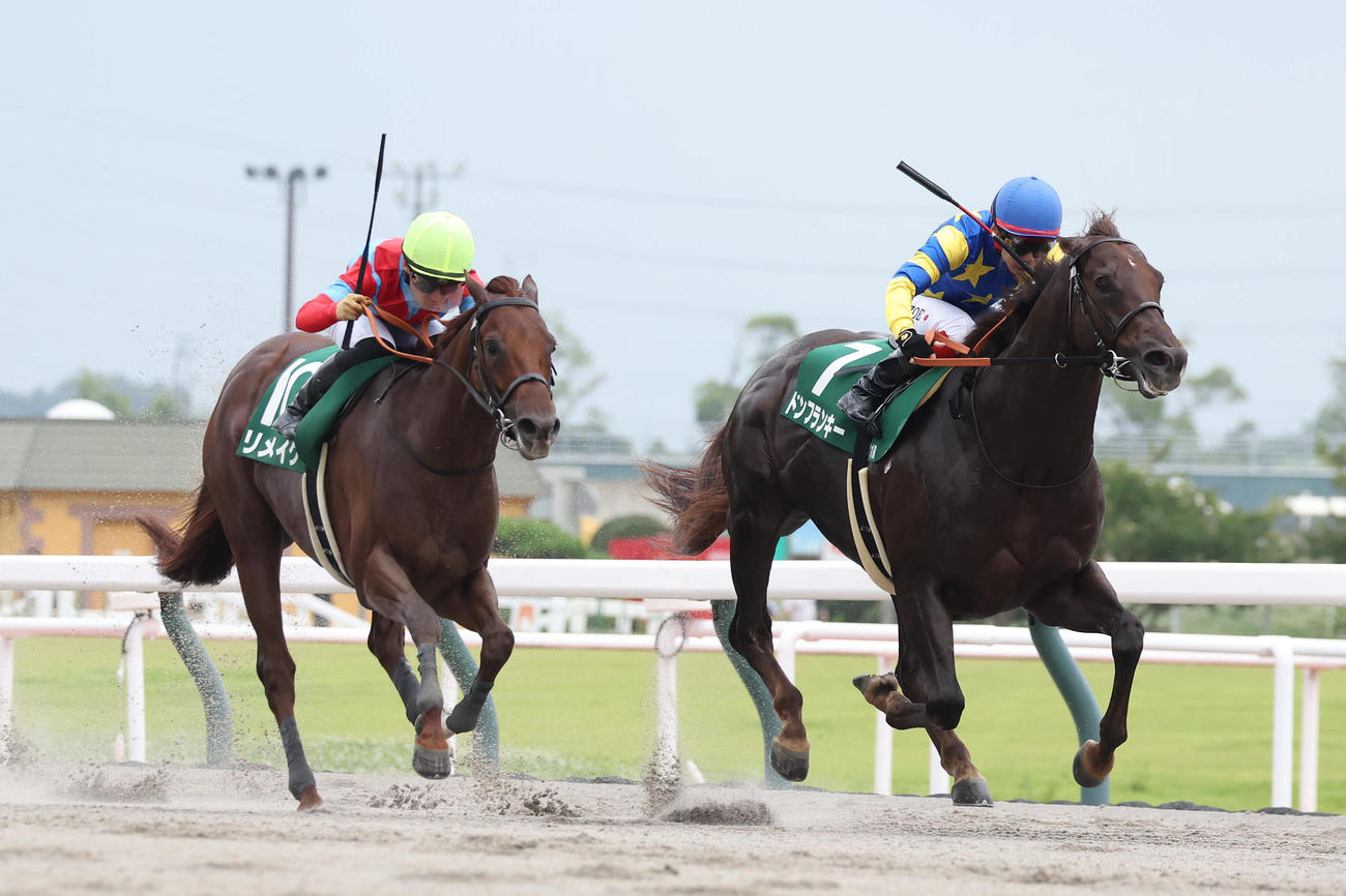 逃げ切ってプロキオンSを制したドンフランキー。左は2着に敗れた1番人気のリメイク（撮影・白石智彦）