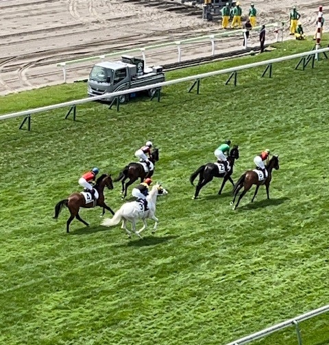 函館5Rで返し馬を行うカルパ（左手前）。右端は勝ったレガレイラ