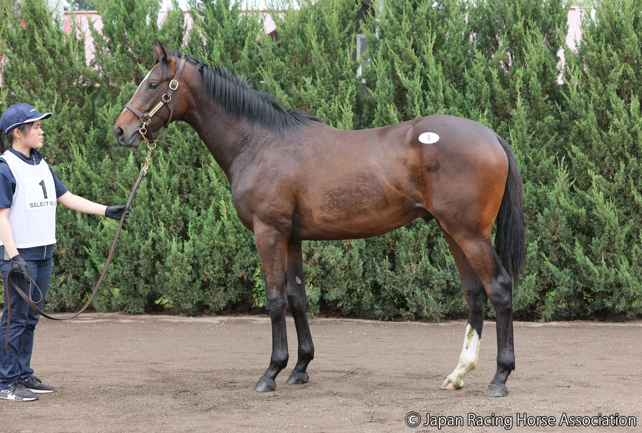 2億1000万円で落札されたヤングスターの2022