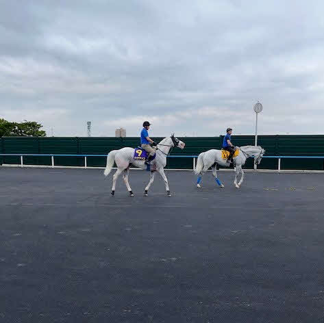 馬場入りするハヤヤッコ。右はボスジラ