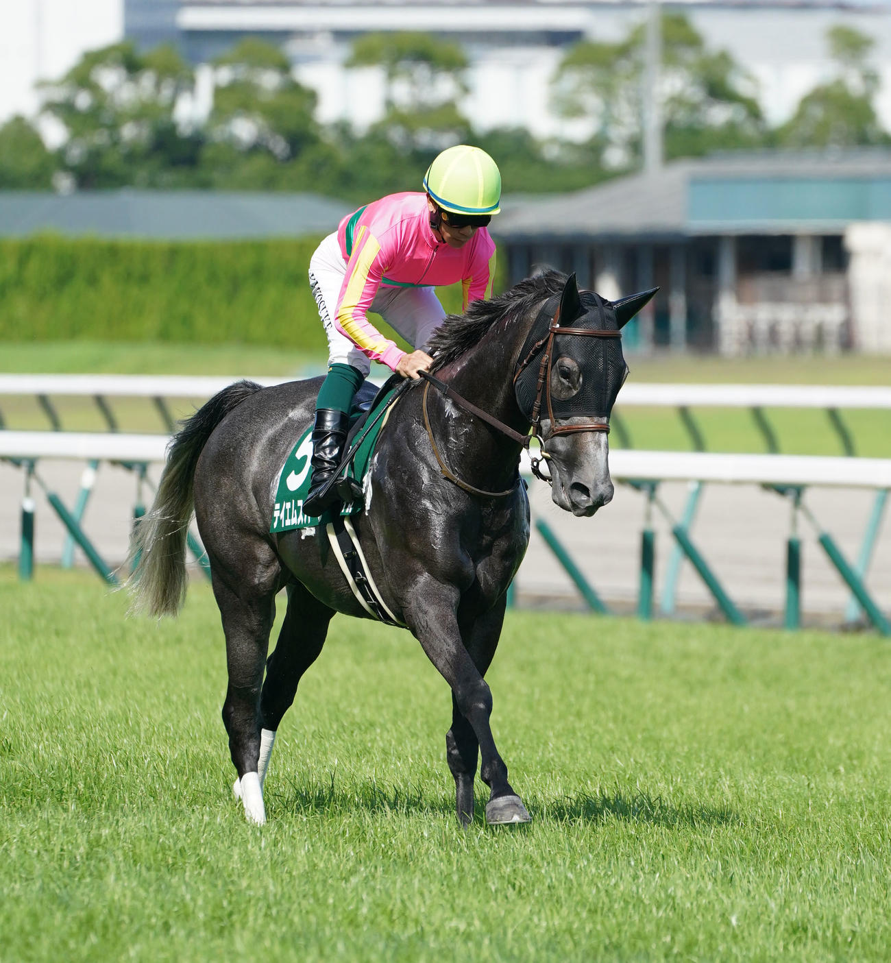 テイエムスパーダ（2023年7月2日撮影）