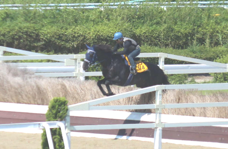 障害試験で飛越するマイネルファンロンと蓑島騎手