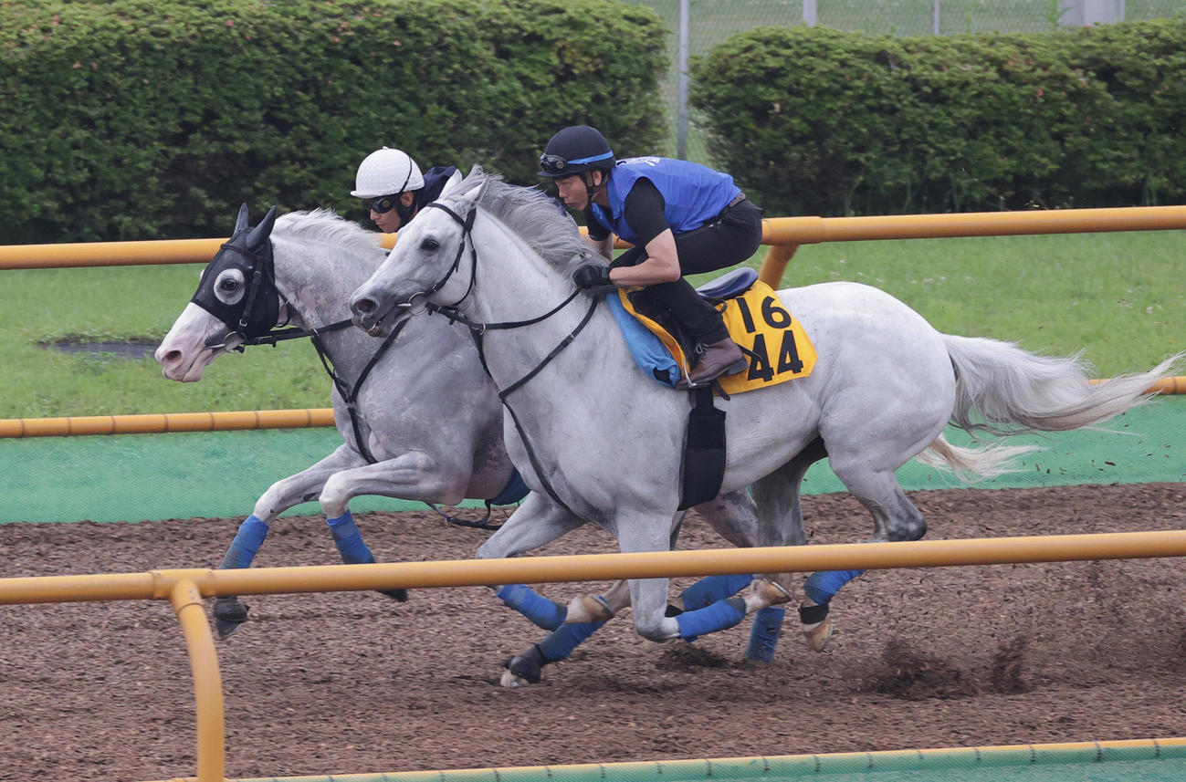 ハヤヤッコ（左）は函館ウッドチップコースでボスジラと併せ馬