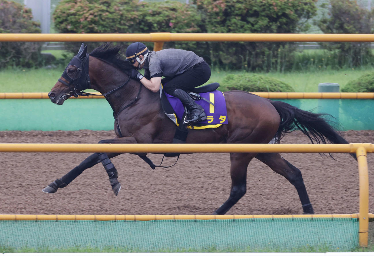 函館記念に向け、函館ウッドチップコースで追い切られるアラタ