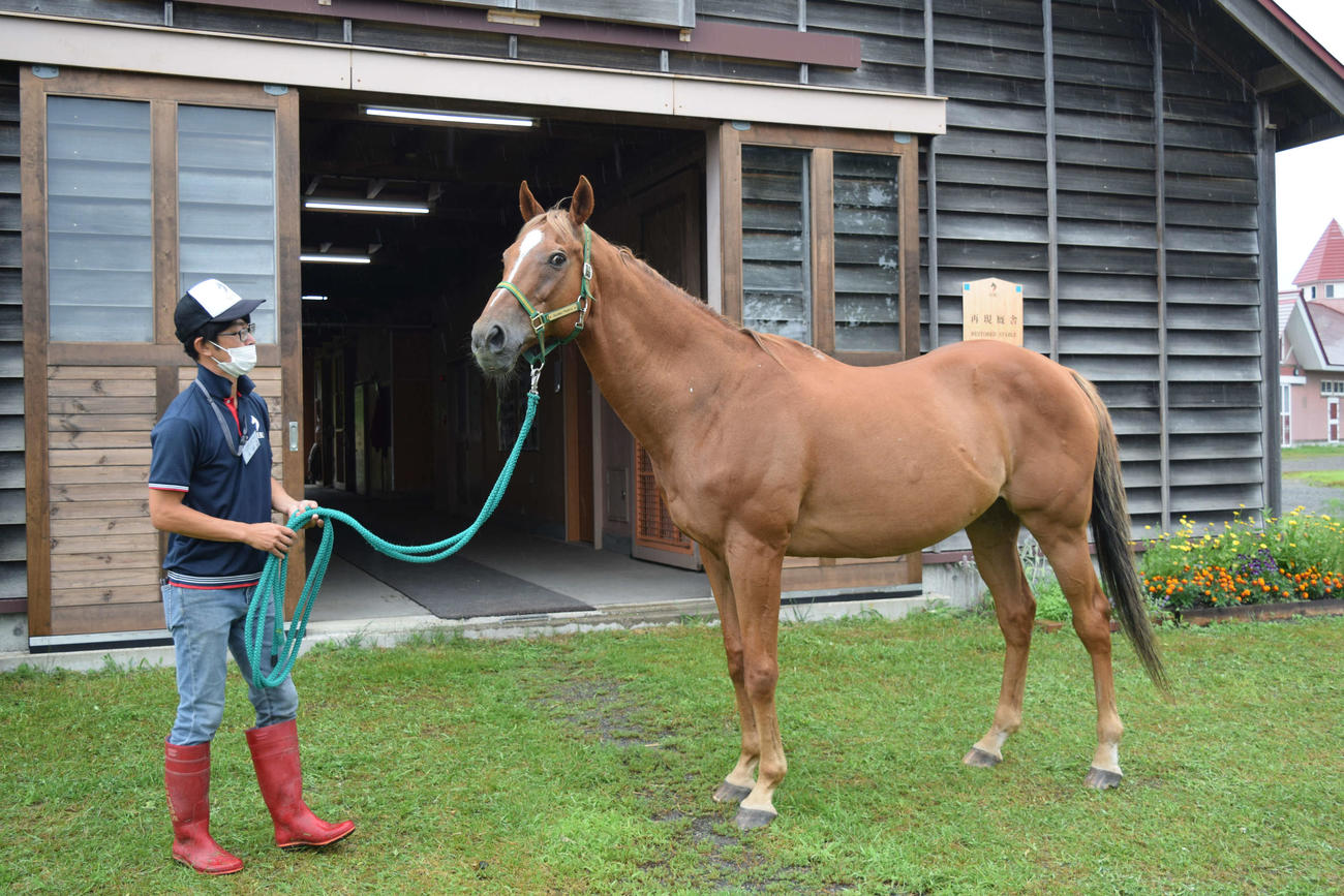 アエルで余生を過ごすスズカフェニックス（2022年8月13日撮影）