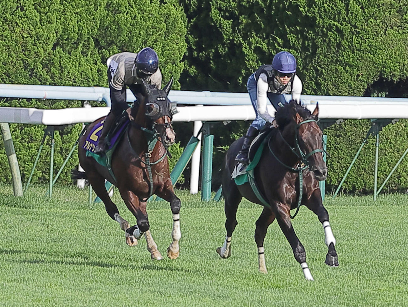 鮫島克騎手を背に、函館芝コースで併せ馬で追い切られるアルナシーム（左）