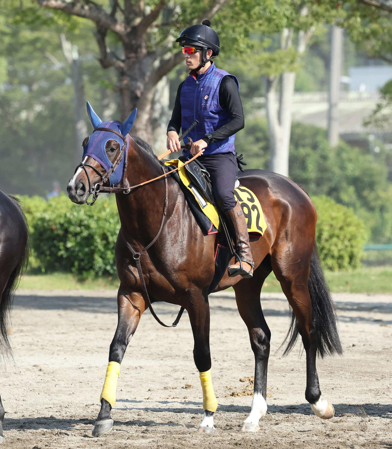 12日、馬場へ向かうベジャール
