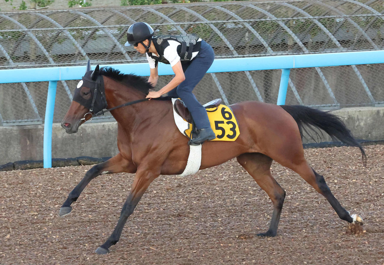 12日、コムストックロードは美浦ウッドを単走で追い切られた