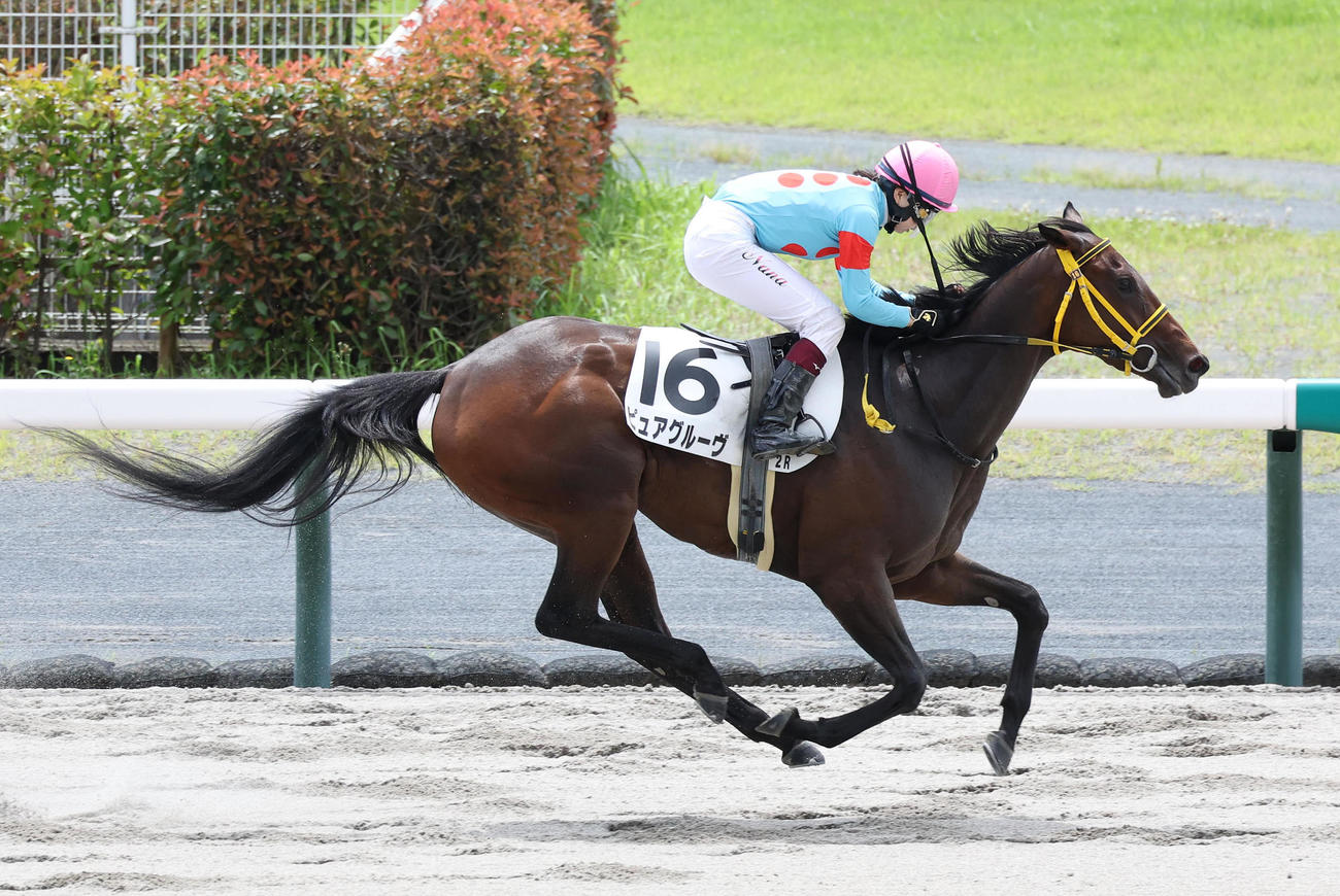 中京2R、河原田騎手を背に3歳未勝利を勝ち上がったピュアグルーヴ（撮影・白石智彦）