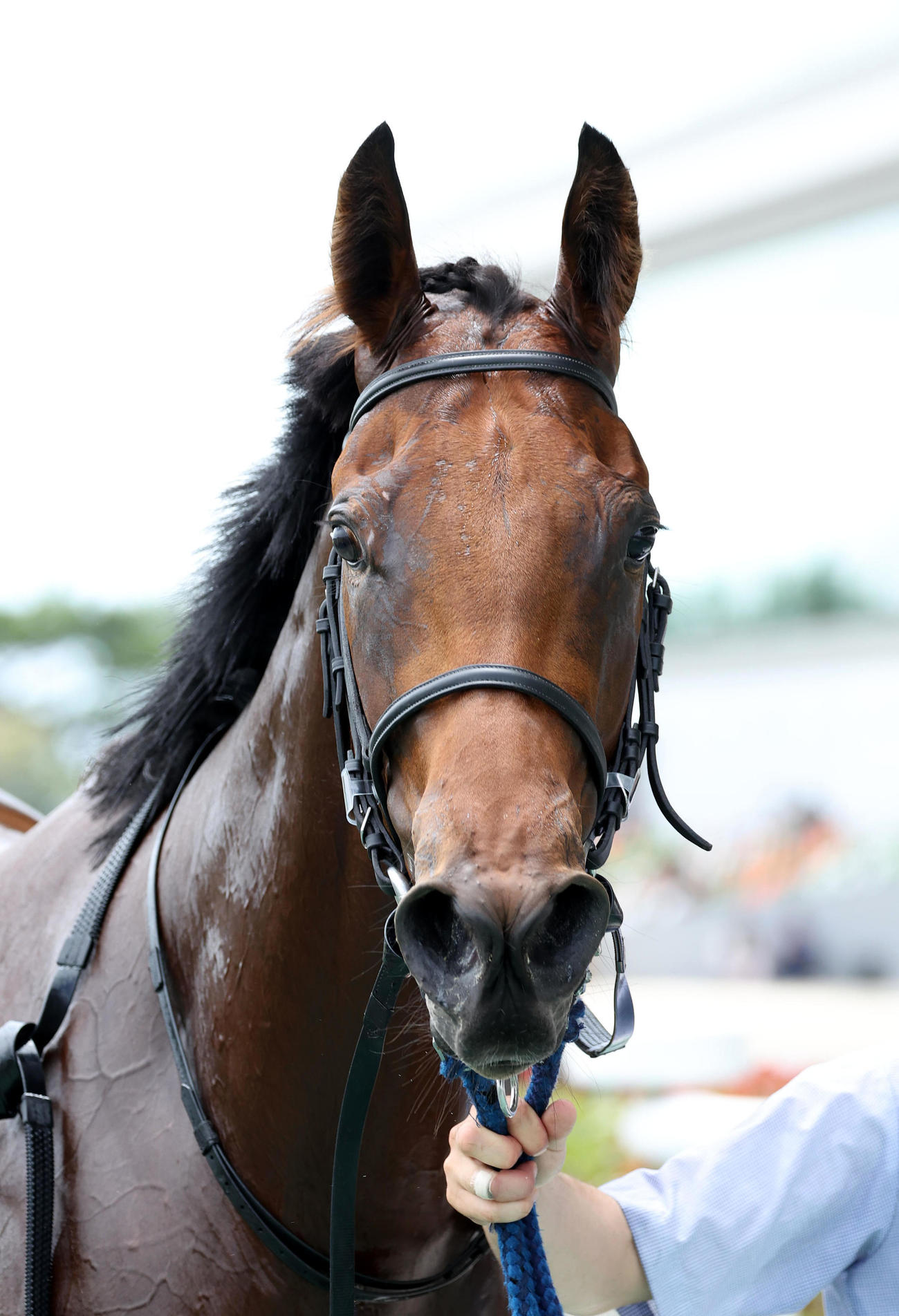 中京5R、新馬戦を制したステラスプレンダー（撮影・白石智彦）